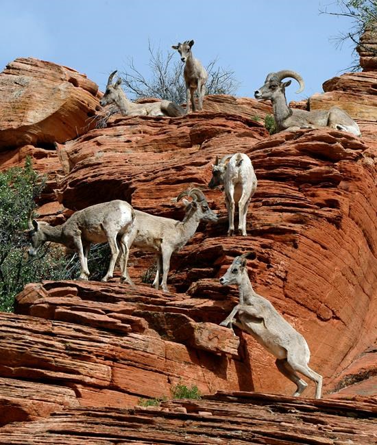 Zion visitors asked to report excessive coughing by bighorns | iNFOnews.ca