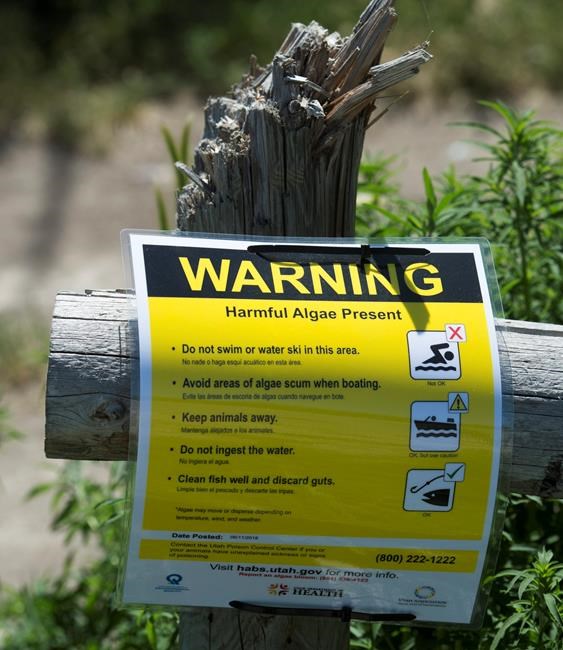 Warming drives spread of toxic algae in US, researchers say | iNFOnews.ca Warming drives spread of toxic algae in US, researchers say | iNFOnews.ca