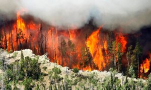 CP1161124754