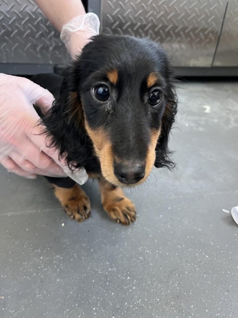 13 abused miniature dachshunds seized from BC Interior breeder | iNFOnews.ca