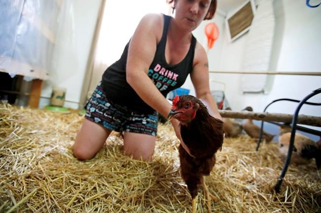 Virginia families to be cooped up with chickens during storm | iNFOnews.ca