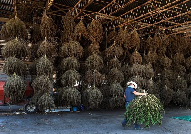 US finalizing rule to allow farmers to legally grow hemp | iNFOnews.ca CP1846763582