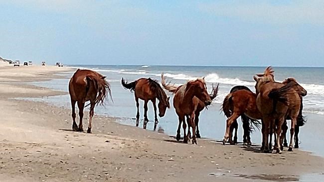 North Carolina organization to honour arrival of wild horses | iNFOnews.ca CP1563904666