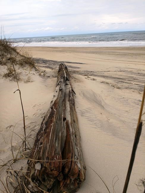 Shipwreck exposed on Outer Banks could be a century old | iNFOnews.ca