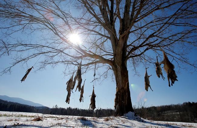 Coyote carcasses strung up from roadside tree in Virginia | iNFOnews.ca Coyote carcasses strung up from roadside tree in Virginia | iNFOnews.ca