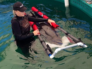 False killer whale calf rescued after being found washed ashore in B.C. | iNFOnews.ca CP29096534