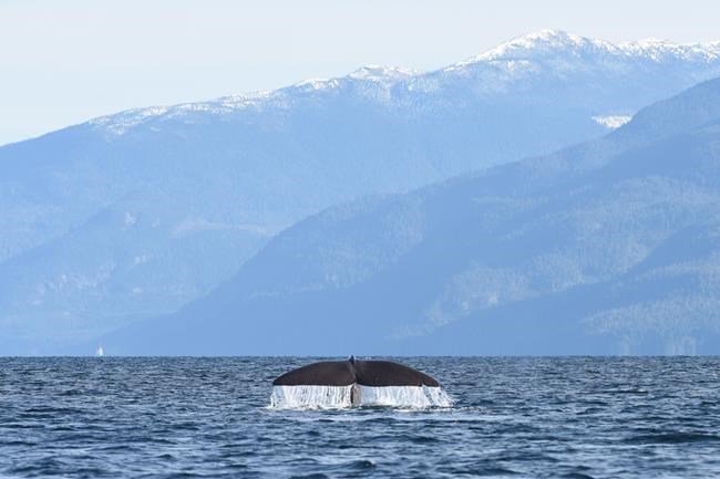 Researchers make rare sighting of sperm whale near Alert Bay, B.C. | iNFOnews.ca Researchers make rare sighting of sperm whale near Alert Bay, B.C. | iNFOnews.ca