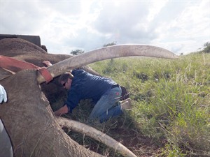 B.C. man's Google Elephant system helping save threatened species in Africa | iNFOnews.ca CP29160011