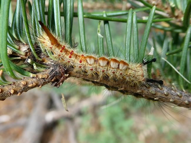 Tussock moth infestation in Cariboo is farthest north ever recorded in B.C. | iNFOnews.ca CP204475690
