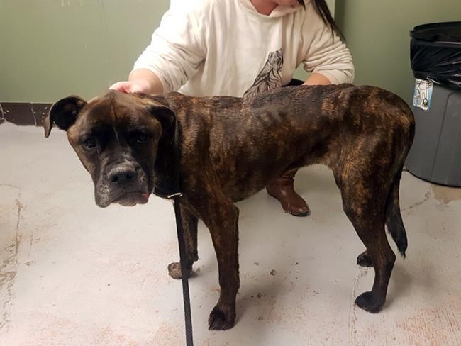 B.C. SPCA says young boxer found injured and starving is recovering | iNFOnews.ca CP1167622357