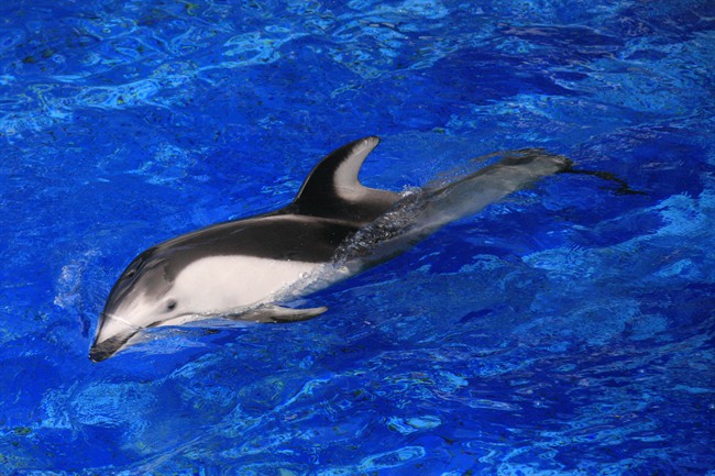 Hana the dolphin dies at Vancouver Aquarium despite groundbreaking surgery | iNFOnews.ca CP33229169