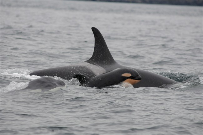 New calf dubbed J53 joins endangered whale population plying B.C. waters | iNFOnews.ca CP35090917