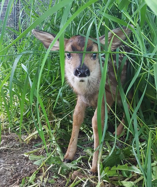 'It was in good shape:' Alberta farmer performs highway C-section on dying doe | iNFOnews.ca