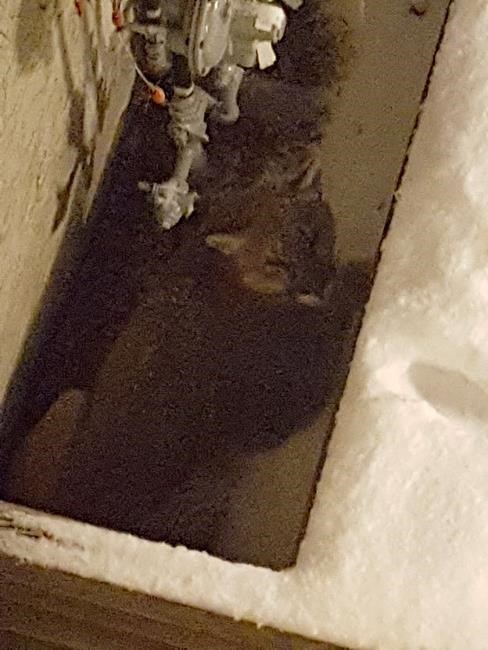 Cougar sedated and captured outside Kelowna, B.C., apartment | iNFOnews.ca Cougar sedated and captured outside Kelowna, B.C., apartment | iNFOnews.ca