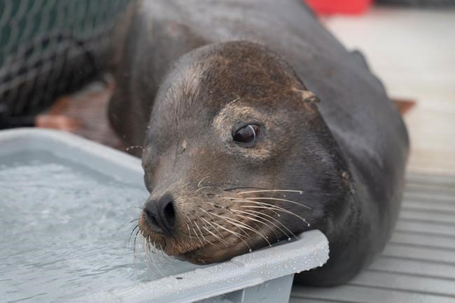 Emaciated sea lion receives life-saving care at Vancouver's marine mammal centre | iNFOnews.ca CP380021811