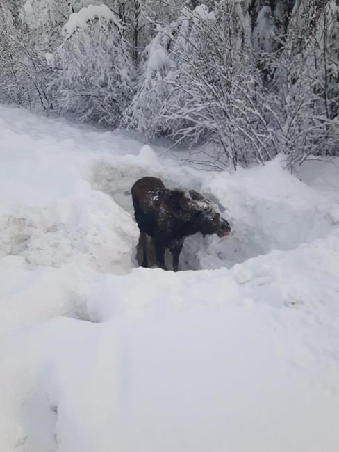 B.C. man digs out moose trapped upside down in roadside snowbank | iNFOnews.ca B.C. man digs out moose trapped upside down in roadside snowbank | iNFOnews.ca