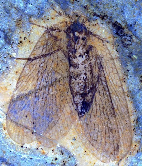 B.C. researcher's identification of scorpionfly shows Canada-Russia connection | iNFOnews.ca