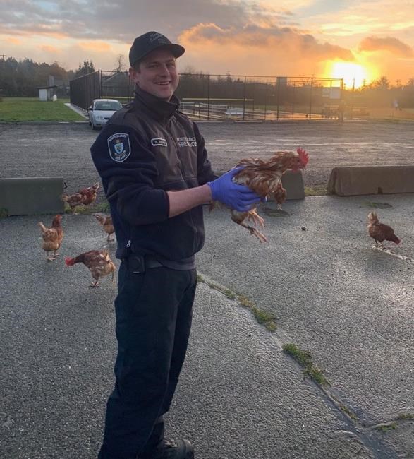 First responders investigate fowl mystery as lost chickens roam near Victoria | iNFOnews.ca