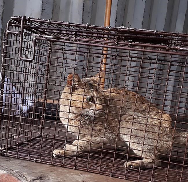 Trapped in crate shipped from China: Hungry, resourceful cat found in B.C. | iNFOnews.ca CP1964810424