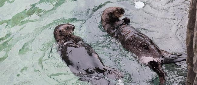 Naming of otter pups brightens Vancouver Aquarium as vets fight to save beluga | iNFOnews.ca CP1013975135