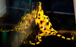 CP27756326