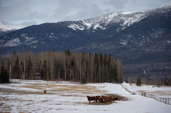 Five snowmobilers killed in B.C. avalanche all from Alberta: RCMP | iNFOnews.ca CP36207671