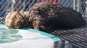 Vancouver Aquarium caring for injured sea otter found on Wash. state beach | iNFOnews.ca CP19647310