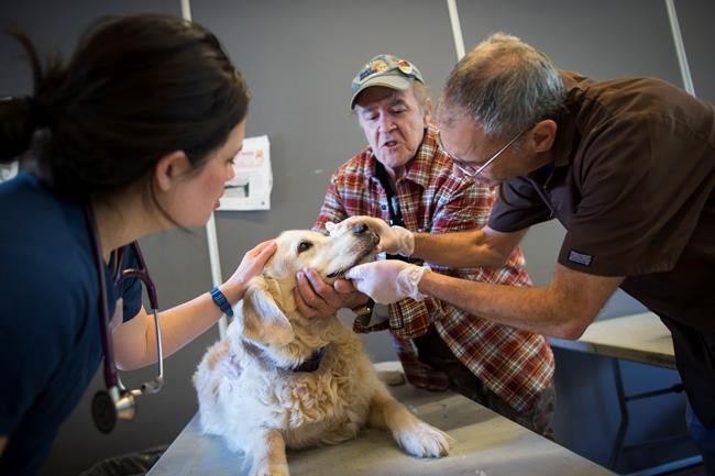 'It's that unconditional love,' food bank, clinics cater to pets in need | iNFOnews.ca CP1823459341