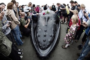 Vets race to help humpback whale trapped on White Rock beach, south of Vancouver | iNFOnews.ca CP18773374