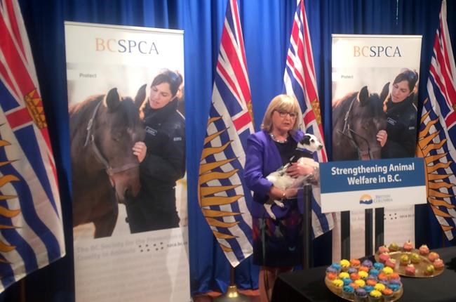 B.C. targets irresponsible breeders with animal welfare legislation | iNFOnews.ca