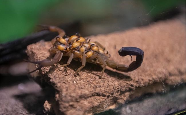 Scorpion gives birth after travelling to Canada in Vancouver woman's luggage | iNFOnews.ca CP559885213