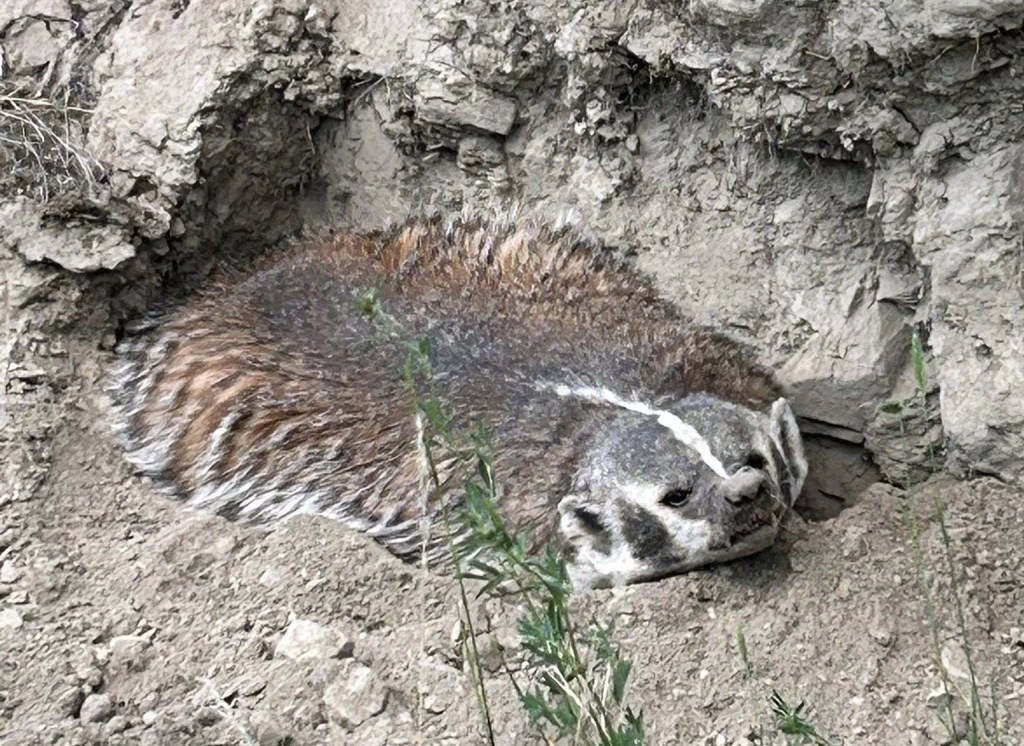 iN PHOTOS: Endangered American badgers popping up in Thompson-Okanagan | iNFOnews.ca iN PHOTOS: Endangered American badgers popping up in Thompson-Okanagan | iNFOnews.ca