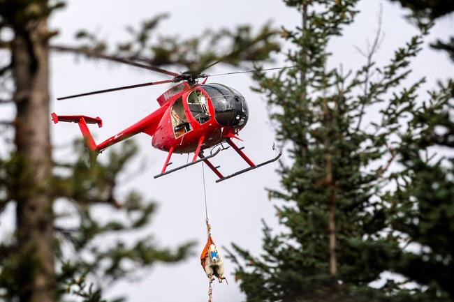 Hundreds of goats being airlifted out of Washington forest | iNFOnews.ca CP247370020