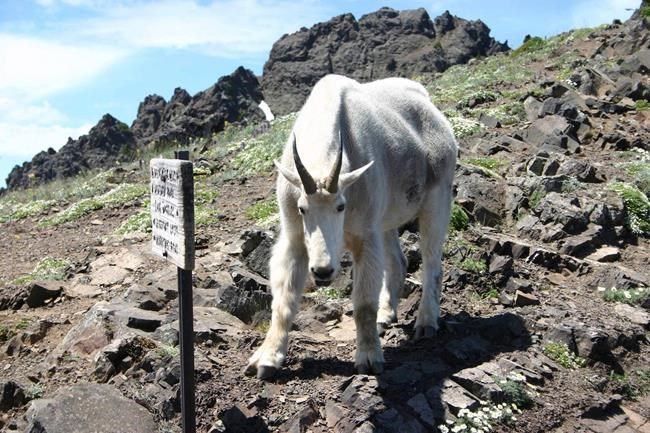 CP1779807991