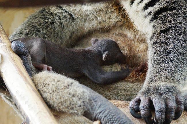 Polish zoo claims 1st birth of rare mammal in captivity | iNFOnews.ca