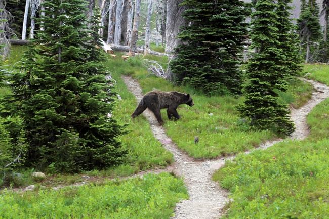 Idaho moves ahead with possible grizzly bear hunting season | iNFOnews.ca CP1007402672