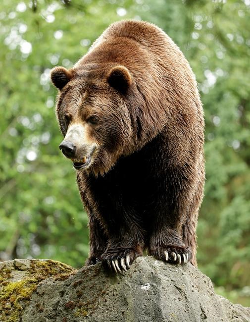 Plan offers 4 options for restoring grizzlies to Washington | iNFOnews.ca