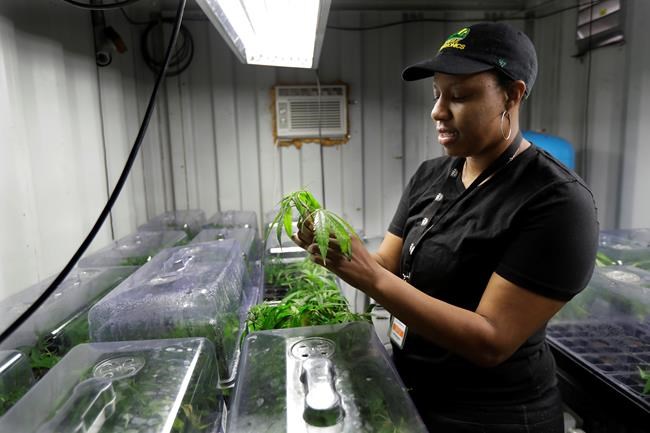 Marijuana supporters, critics across the US weigh in on 420 | iNFOnews.ca