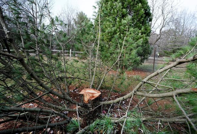 3 students cited in theft of rare tree in Wisconsin | iNFOnews.ca