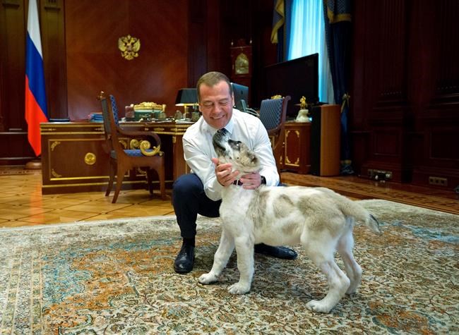 Turkmen ruler establishes holiday to honour local dog breed | iNFOnews.ca CP525617937