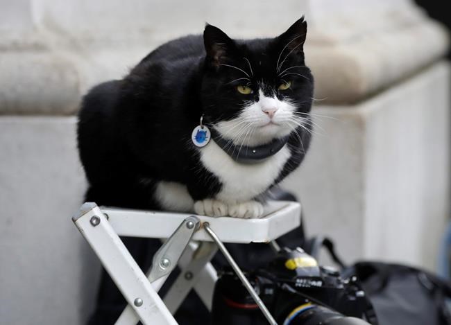 'Chief mouser' Palmerston retires as UK's top diplomatic cat | iNFOnews.ca CP1640380624