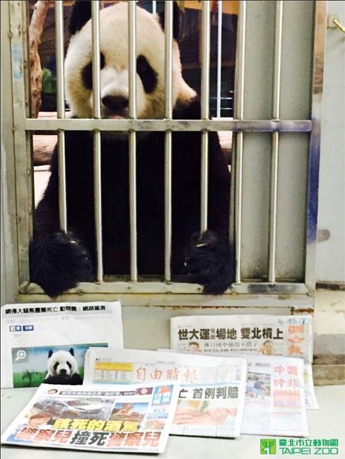 Taiwan panda's 'proof of life' photo debunks death rumours | iNFOnews.ca Taiwan panda's 'proof of life' photo debunks death rumours | iNFOnews.ca