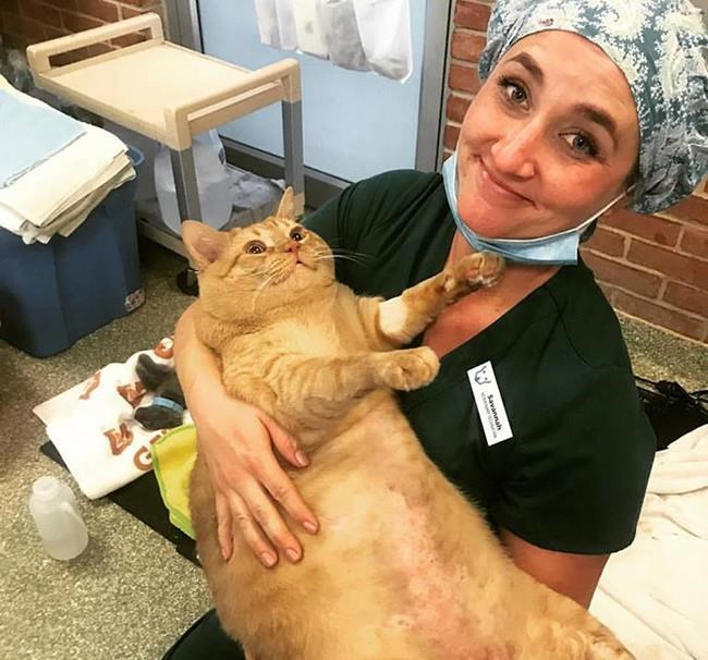35-pound flabby feline at Washington shelter seeks new home | iNFOnews.ca