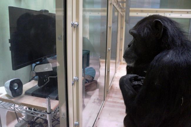 Correction: Ape Thinking story | iNFOnews.ca