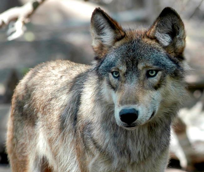 House passes bill to drop legal protections for grey wolves | iNFOnews.ca House passes bill to drop legal protections for grey wolves | iNFOnews.ca