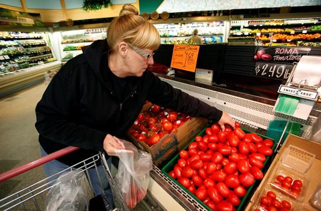 Genes may help grocery tomatoes catch up to heirloom taste | iNFOnews.ca