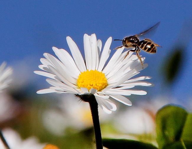 Report: Can't blame El Nino as global temps spike in March | iNFOnews.ca
