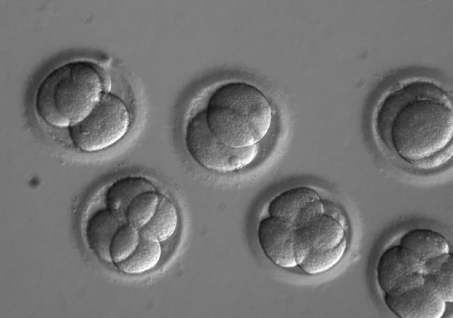 First embryo gene-repair holds promise for inherited disease | iNFOnews.ca