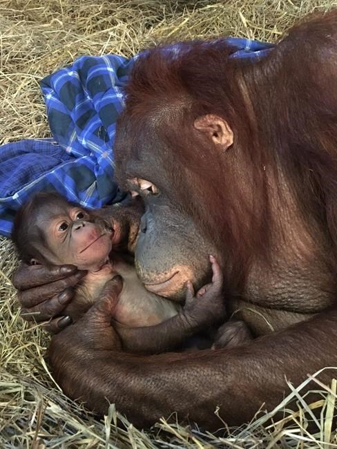 It's a boy! Orangutan born at National Zoo, 1st in 25 years | iNFOnews.ca