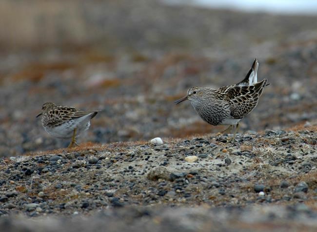 Long-distance birdie call: Sex-crazed pipers travel for tail | iNFOnews.ca